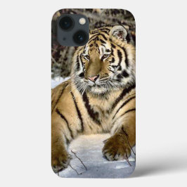 Tiger Lovers