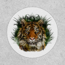 Tiger Purgando Através Da Grama