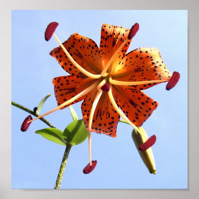 Tiger Sky Poster (Frente)