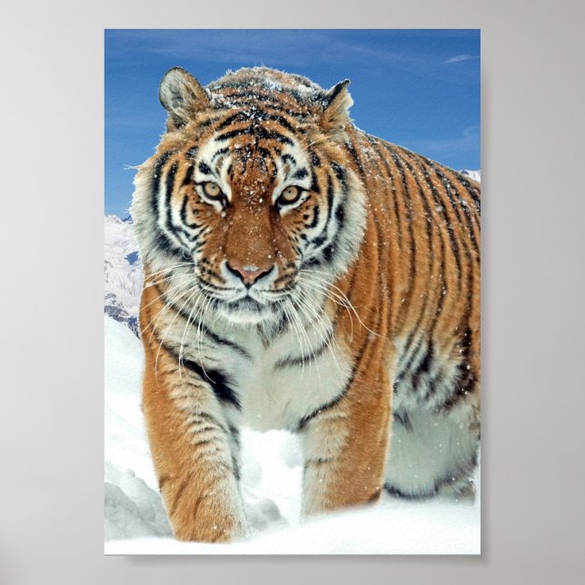 Tiger Snow Mountain Nature Winter Photo Poster (Frente)