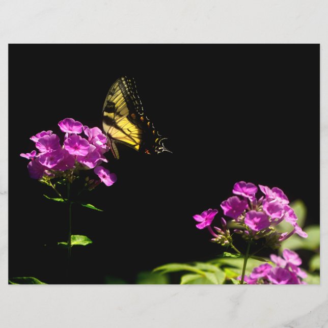 Tiger Swallowtail em Phlox (Frente)