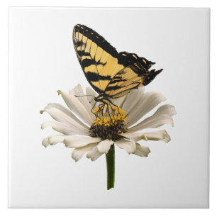Tiger Swallowtail na Zinônia Branca