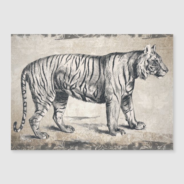 Tiger Vintage Wildlife Grunge Decorative (Frente)