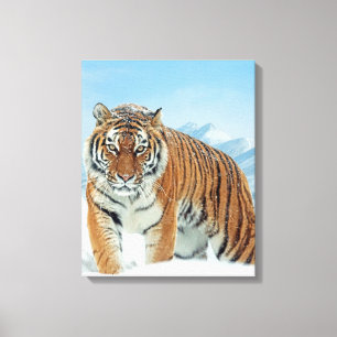Tiger Winter Snow Mountain Nature Canvas