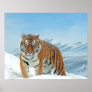 Tiger Winter Snow Nature PhotMountain Poster