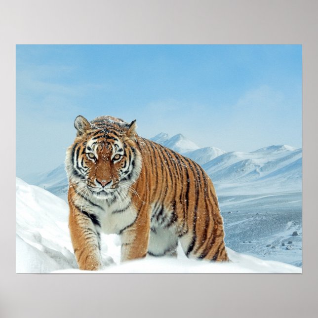 Tiger Winter Snow Nature PhotMountain Poster (Frente)