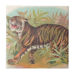 Tigre
