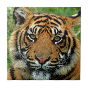 Tigre