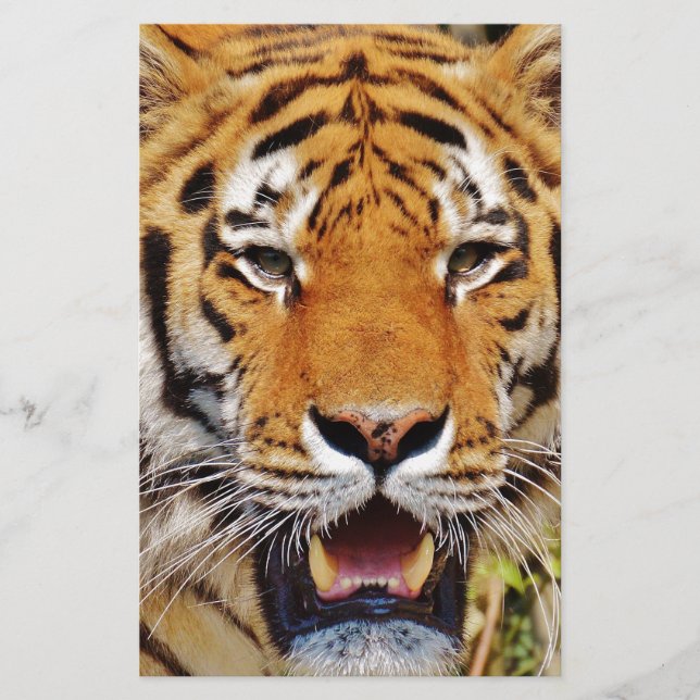 Tigre (Frente)
