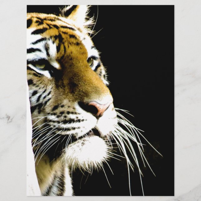 Tigre (Frente)