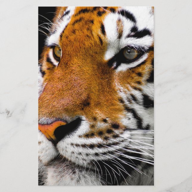 Tigre (Frente)