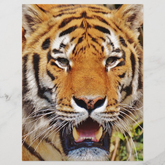 Tigre (Frente)