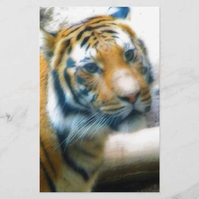 Tigre (Frente)