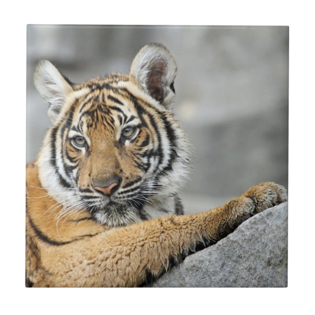 Tigre017 (Frente)