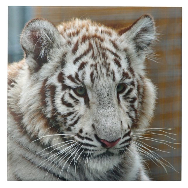 Tigre20151001 (Frente)