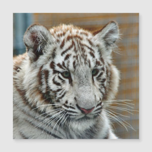 Tigre20151001