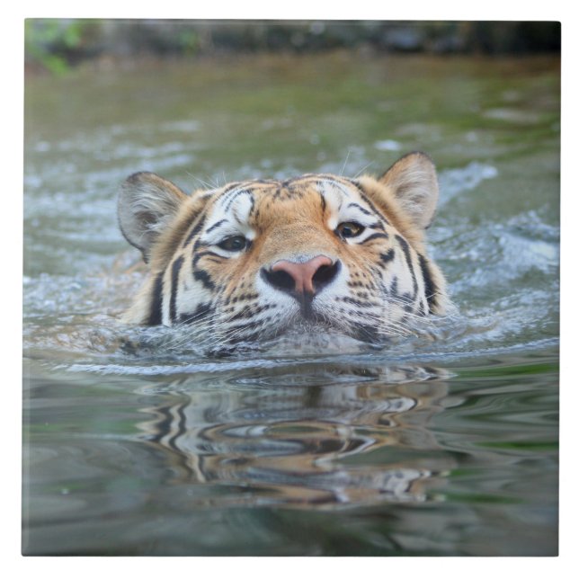 Tigre20160201 (Frente)