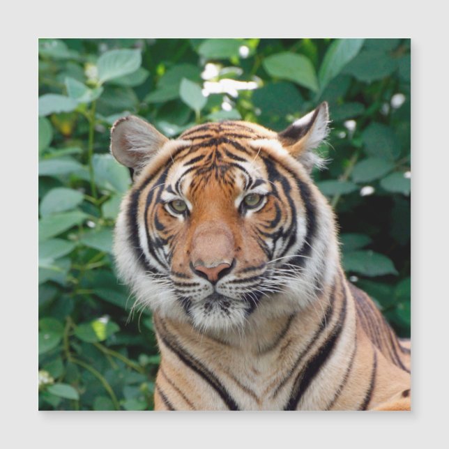 Tigre 001 (Frente)