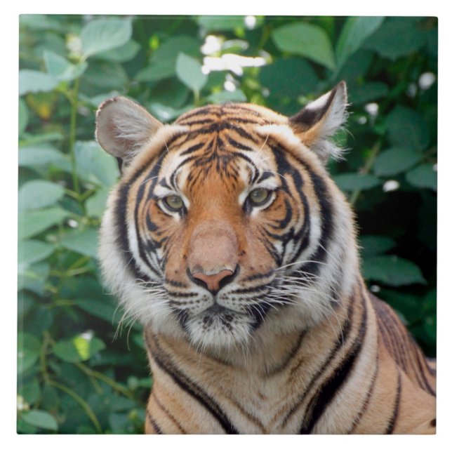 Tigre 001 (Frente)