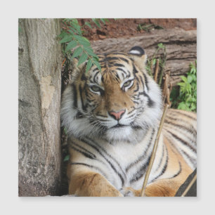 Tigre 005