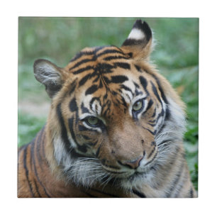 Tigre 012
