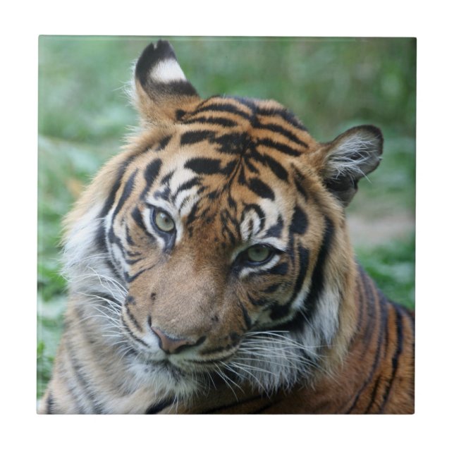 Tigre 013 (Frente)