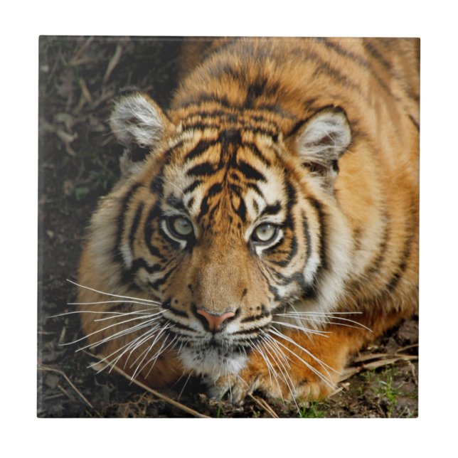 Tigre 037 (Frente)