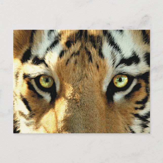 Tigre 1 - Cartão postal (Frente)