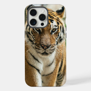 Tigre andando pela floresta