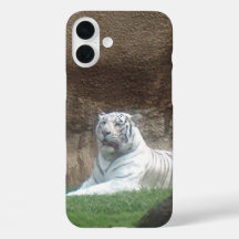 Tigre Branco