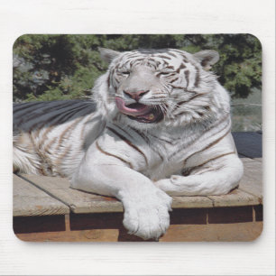 Tigre branco 10 Mousepad