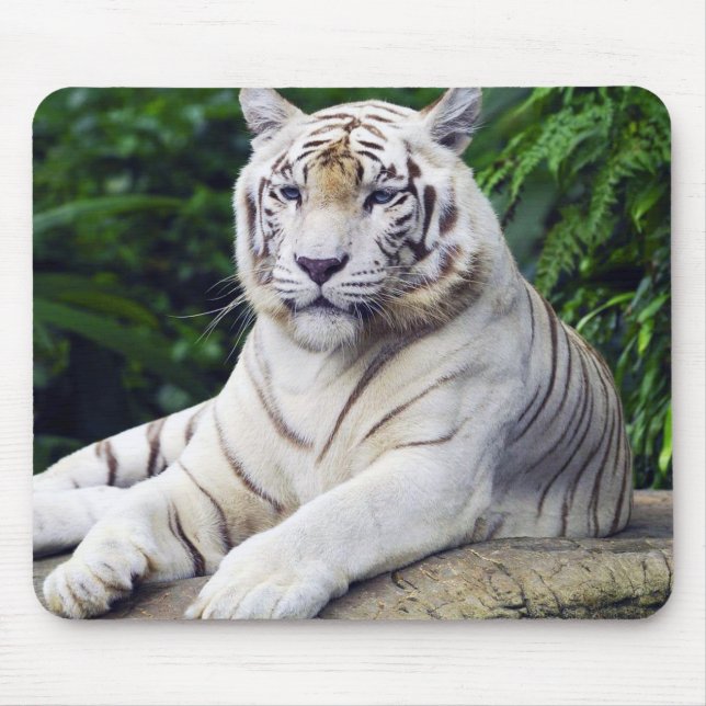 Tigre branco 1 Mousepad (Frente)
