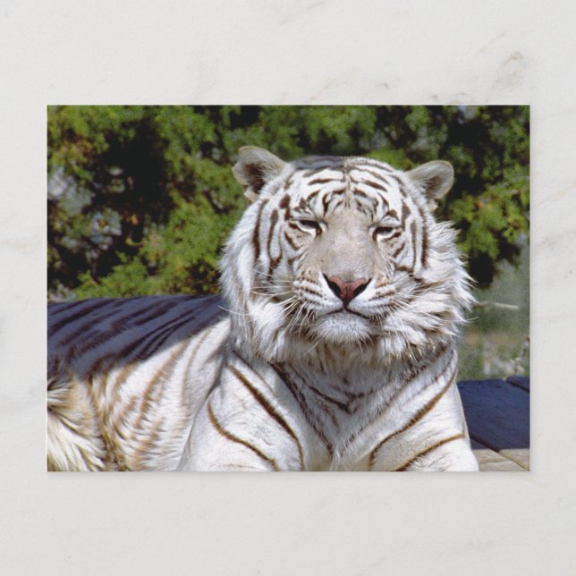 Tigre Branco 9 Cartão Postal (Frente)