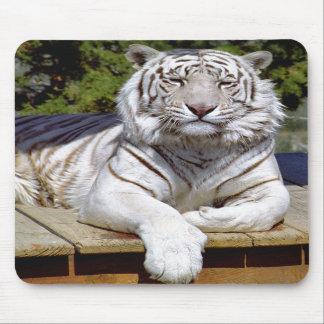 Tigre branco 9 Mousepad