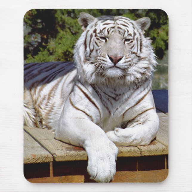 Tigre branco 9 Mousepad (Frente)