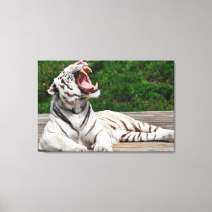 Tigre Branco, Canvas de Tigre Bengala