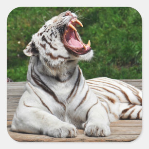 Tigre branco, etiqueta do tigre de Bengal
