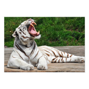 Tigre Branco, Impressão de Foto do Tigre Bengal