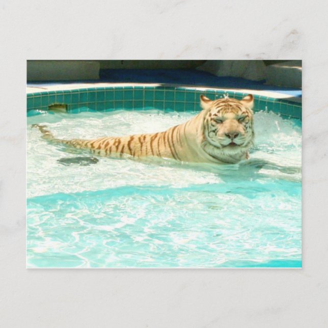 Tigre branco no piscina-Ano do cartão do tigre (Frente)