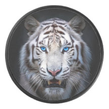 Tigre Branco Olhos Azuis