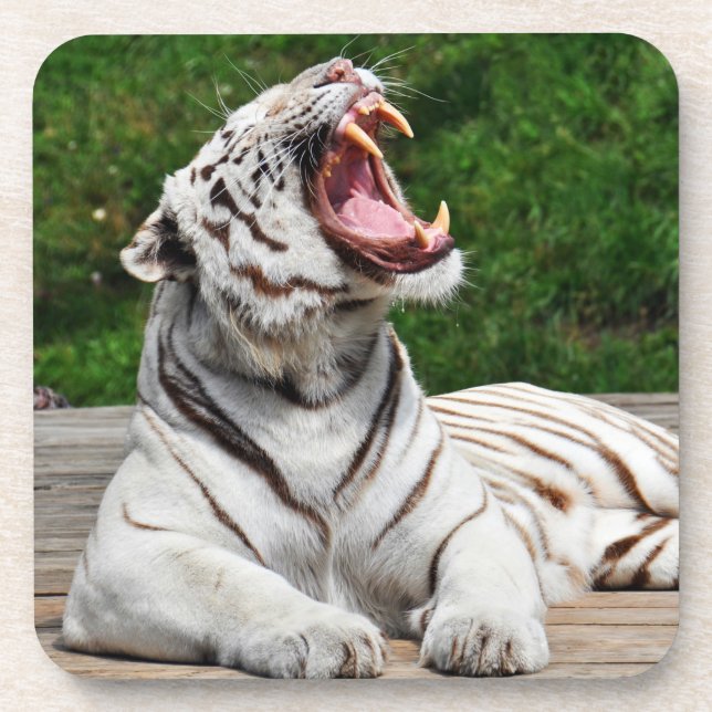 Tigre Branco, Porta copos de Bengala Tiger (Frente)