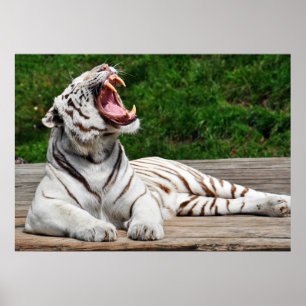 Tigre branco, poster do tigre de Bengal