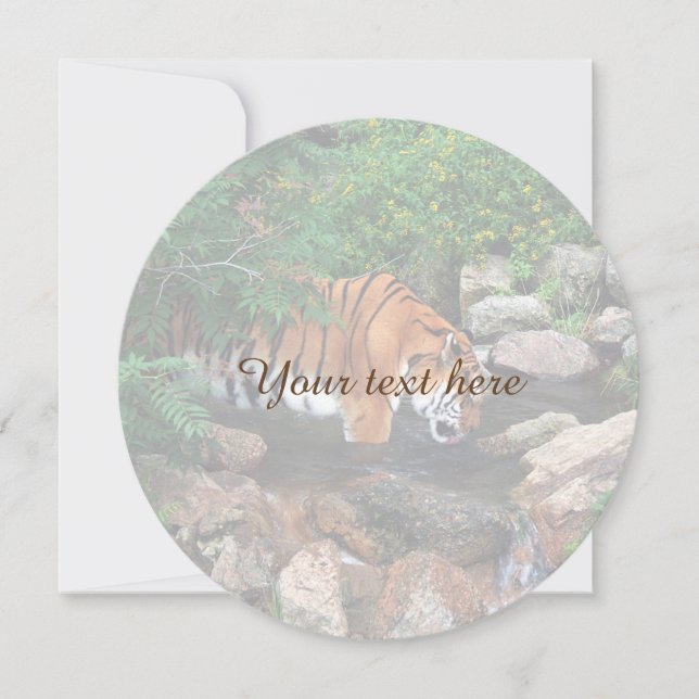 Tigre de Bebendo de queda (Frente)