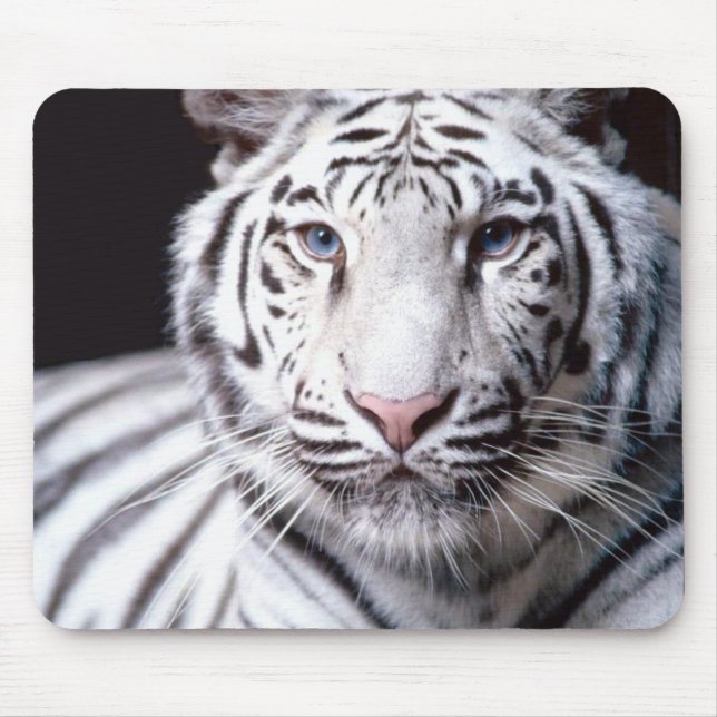 Tigre de Bengal branco Mousepad (Frente)