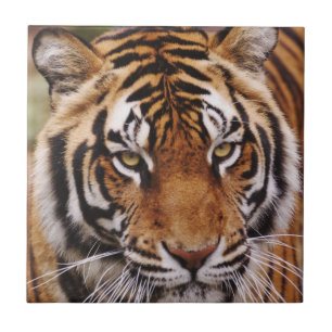Tigre-de-bengala, Panthera tigris