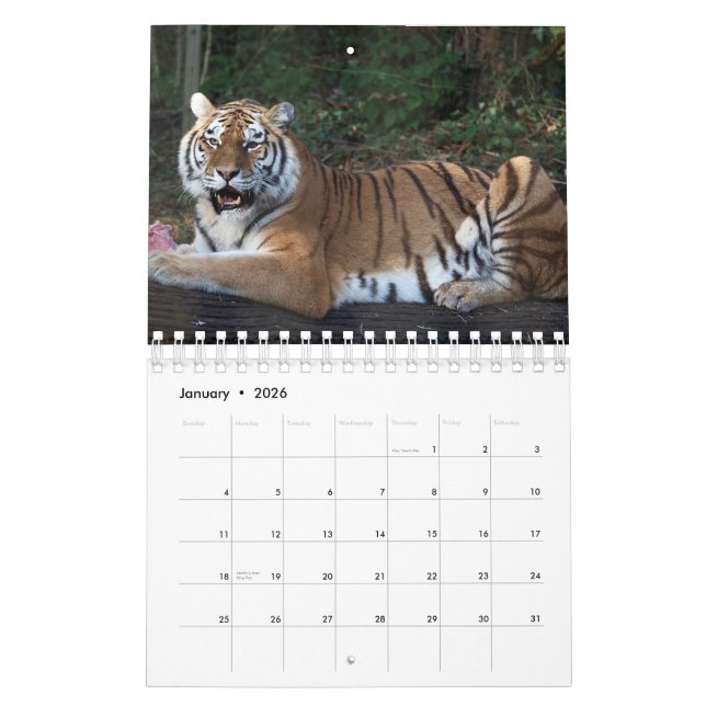 Tigre de calendário (Jan 2026)