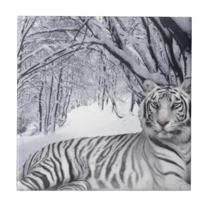 Tigre de Neve Branco