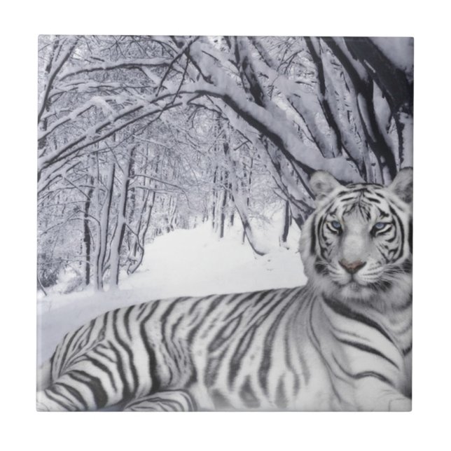Tigre de Neve Branco (Frente)
