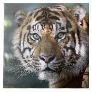 Tigre-de-sumatra macho (Panthera tigris sumatrae)