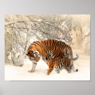 Tigre e filhote na poster de neve